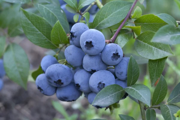 Blueberry