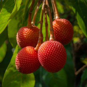 Lychee (Summer)