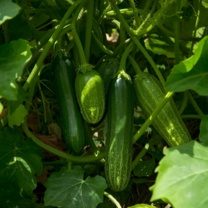 Cucumbers (Summer)