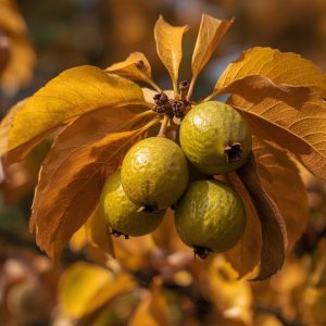 Guavas (Autumn)