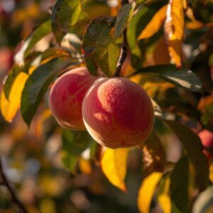 Peaches (Summer/Autumn)