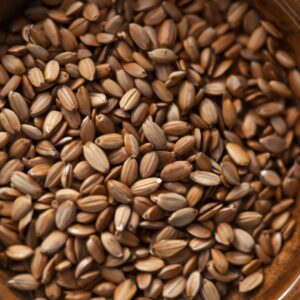 Flax Seeds