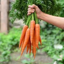 Carrot - Image 4
