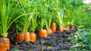 Carrot - Image 6