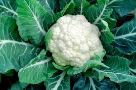 Cauliflower - Image 3
