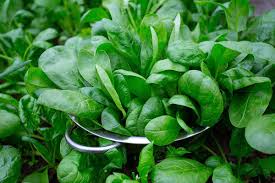 Spinach - Image 2