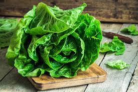 Lettuce - Image 5