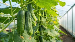 Cucumber - Image 2