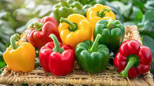 Bell Pepper