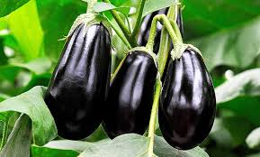 Eggplant - Image 3