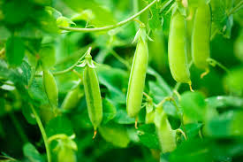 Peas - Image 5