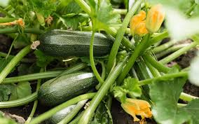 Zucchini - Image 2