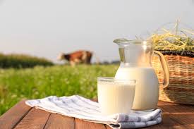 Cow’s Milk