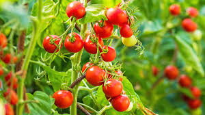 Tomato - Image 4