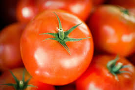 Tomato - Image 5
